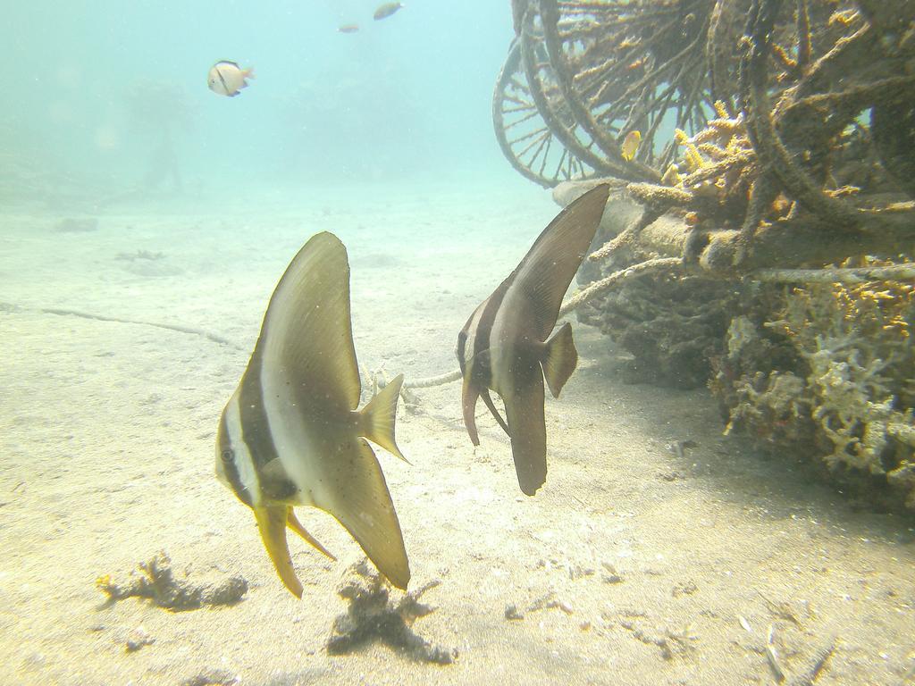 Biorock Homestay & Dive Center Pemuteran Zewnętrze zdjęcie