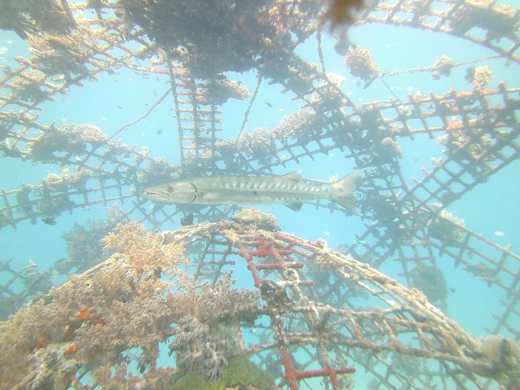 Biorock Homestay & Dive Center Pemuteran Zewnętrze zdjęcie