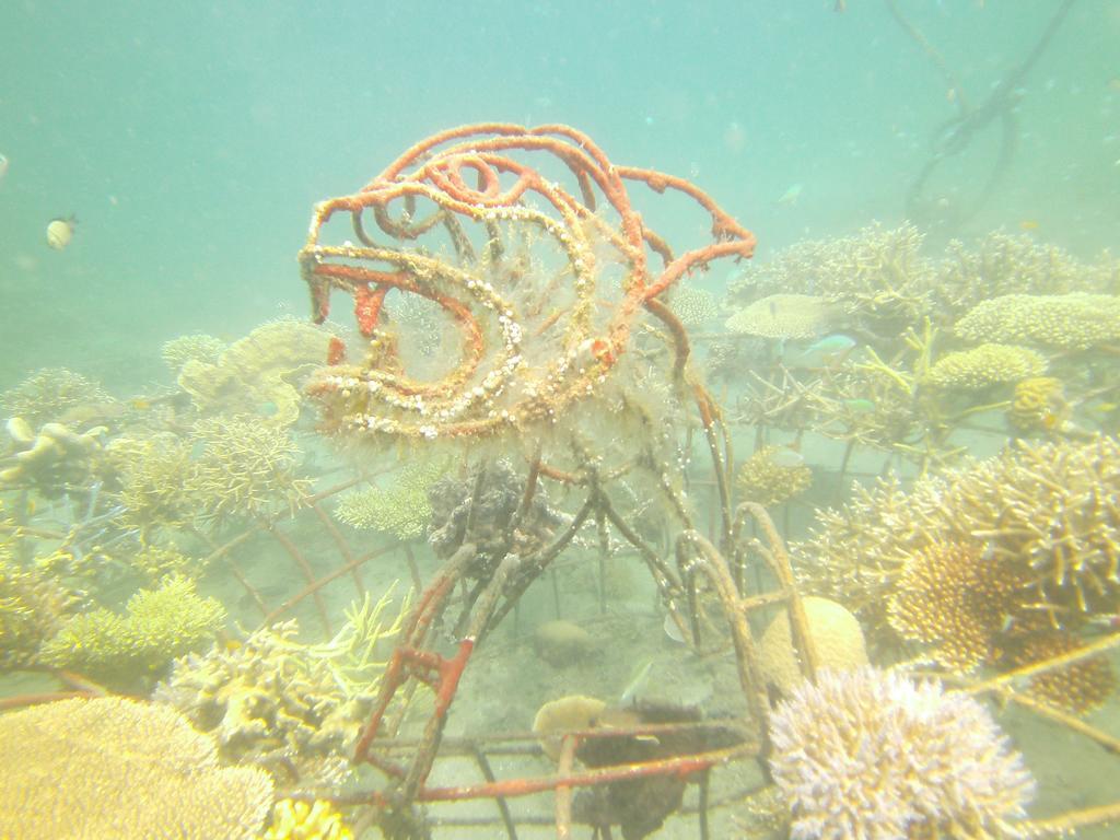 Biorock Homestay & Dive Center Pemuteran Zewnętrze zdjęcie