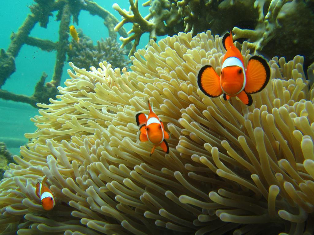 Biorock Homestay & Dive Center Pemuteran Zewnętrze zdjęcie
