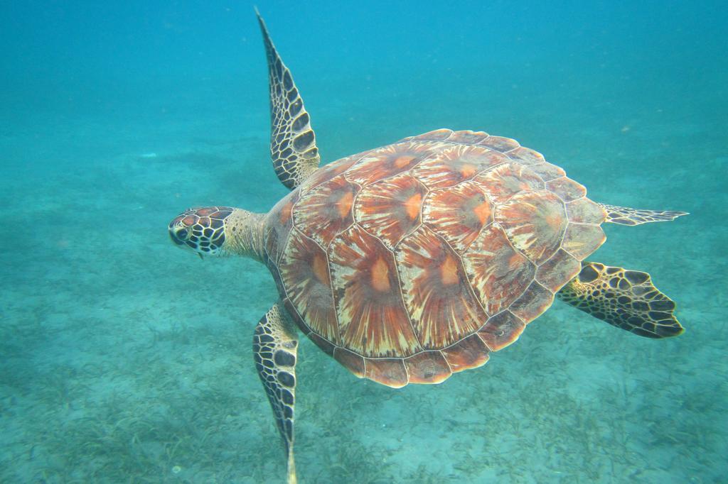 Biorock Homestay & Dive Center Pemuteran Zewnętrze zdjęcie