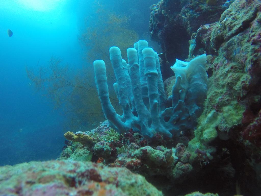 Biorock Homestay & Dive Center Pemuteran Zewnętrze zdjęcie