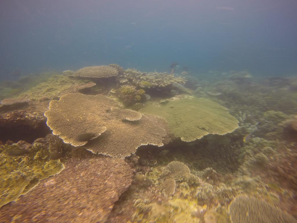 Biorock Homestay & Dive Center Pemuteran Zewnętrze zdjęcie